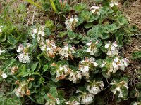 Teucrium pyrenaicum 18, Saxifraga-Ed Stikvoort : Refugio de Aliva - Sotres s9900