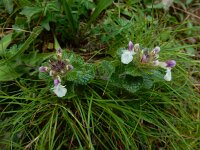 Teucrium pyrenaicum 19, Saxifraga-Ed Stikvoort : Poncebos - Cordiñanes de Valdeón s9900