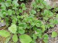 Teucrium pyrenaicum 2, Saxifraga-Rutger Barendse