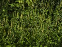 Teucrium scorodonia 14, Valse salie, Saxifraga-Jan van der Straaten