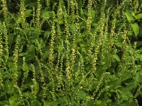 Teucrium scorodonia 21, Valse salie, Saxifraga-Jan van der Straaten