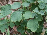 Thalictrum aquilegiifolium 10, Akeleiruit, Saxifraga-Rutger Barendse