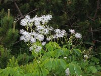 Thalictrum aquilegiifolium 11, Akeleiruit, Saxifraga-Jeroen Willemsen