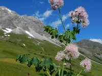 Thalictrum aquilegiifolium 12, Akeleiruit, Saxifraga-Ed Stikvoort