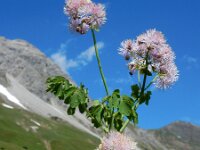 Thalictrum aquilegiifolium 13, Akeleiruit, Saxifraga-Ed Stikvoort