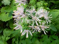 Thalictrum aquilegiifolium 14, Akeleiruit, Saxifraga-Ed Stikvoort
