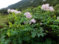 Thalictrum aquilegiifolium 15, Akeleiruit, Saxifraga-Ed Stikvoort
