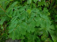 Thalictrum aquilegiifolium 16, Akeleiruit, Saxifraga-Ed Stikvoort