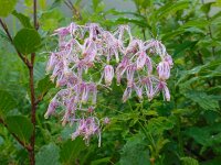 Thalictrum aquilegiifolium 17, Akeleiruit, Saxifraga-Ed Stikvoort
