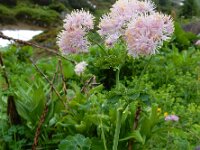 Thalictrum aquilegiifolium 18, Akeleiruit, Saxifraga-Ed Stikvoort