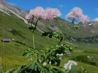 Thalictrum aquilegiifolium 19, Akeleiruit, Saxifraga-Ed Stikvoort