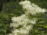Thalictrum aquilegiifolium 2, Akeleiruit, Saxifraga-Jan van der Straaten