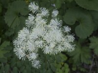 Thalictrum aquilegiifolium 20, Akeleiruit, Saxifraga-Willem van Kruijsbergen