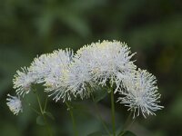 Thalictrum aquilegiifolium 21, Akeleiruit, Saxifraga-Willem van Kruijsbergen