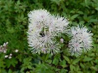Thalictrum aquilegiifolium 22, Akeleiruit, Saxifraga-Rutger Barendse