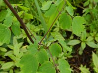 Thalictrum aquilegiifolium 23, Akeleiruit, Saxifraga-Rutger Barendse