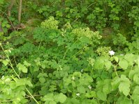 Thalictrum aquilegiifolium 24, Akeleiruit, Saxifraga-Rutger Barendse