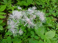Thalictrum aquilegiifolium 25, Akeleiruit, Saxifraga-Rutger Barendse