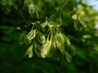 Thalictrum aquilegiifolium 26, Akeleiruit, Saxifraga-Ed Stikvoort