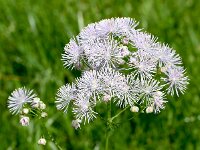 Thalictrum aquilegiifolium 28, Akeleiruit, Saxifraga-Sonja Bouwman  1026. Akeleiruit - Thalictrum aquilegiifolium - Ranunculaceae familie (zw)
