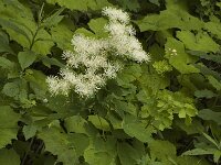 Thalictrum aquilegiifolium 4, Akeleiruit, Saxifraga-Jan van der Straaten
