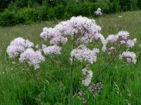 Thalictrum aquilegiifolium 5, Akeleiruit, Saxifraga-Jan Willem Jongepier