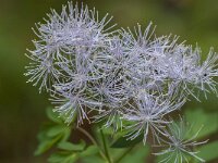 Thalictrum aquilegiifolium 6, Akeleiruit,  Saxifraga-Jan van der Straaten