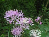 Thalictrum aquilegiifolium 7, Akeleiruit, Saxifraga-Rutger Barendse