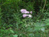 Thalictrum aquilegiifolium 8, Akeleiruit, Saxifraga-Rutger Barendse