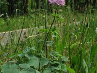 Thalictrum aquilegiifolium 9, Akeleiruit, Saxifraga-Rutger Barendse