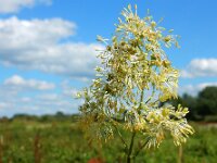 Thalictrum flavum 10, Poelruit, Saxifraga-Ed Stikvoort