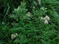 Thalictrum flavum 11, Poelruit, Saxifraga-Ed Stikvoort