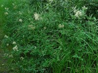 Thalictrum flavum 12, Poelruit, Saxifraga-Ed Stikvoort