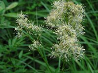 Thalictrum flavum 13, Poelruit, Saxifraga-Ed Stikvoort