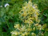 Thalictrum flavum 14, Poelruit, Saxifraga-Ed Stikvoort
