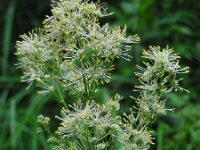 Thalictrum flavum 15, Poelruit, Saxifraga-Ed Stikvoort