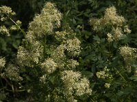 Thalictrum flavum 16, Poelruit, Saxifraga-Jan van der Straaten