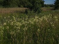 Thalictrum flavum 17, Poelruit, Saxifraga-Jan van der Straaten
