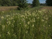 Thalictrum flavum 18, Poelruit, Saxifraga-Jan van der Straaten
