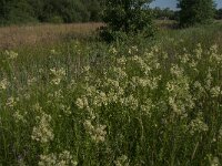 Thalictrum flavum 19, Poelruit, Saxifraga-Jan van der Straaten