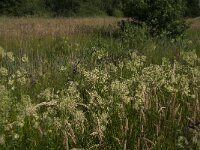 Thalictrum flavum 20, Poelruit, Saxifraga-Jan van der Straaten