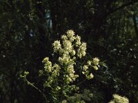 Thalictrum flavum 21, Poelruit, Saxifraga-Jan van der Straaten