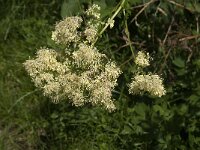 Thalictrum flavum 22, Poelruit, Saxifraga-Jan van der Straaten