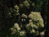 Thalictrum flavum 23, Poelruit, Saxifraga-Jan van der Straaten