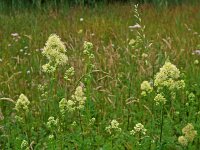 Thalictrum flavum 3, Poelruit, Saxifraga-Hans Dekker