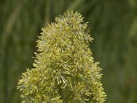 Thalictrum flavum 4, Poelruit, Saxifraga-Willem van Kruijsbergen