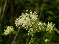 Thalictrum flavum 5, Poelruit, Saxifraga-Jan van der Straaten