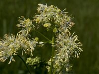 Thalictrum flavum 7, Poelruit, Saxifraga-Jan van der Straaten