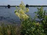 Thalictrum flavum 8, Poelruit, Saxifraga-Peter Meininger