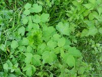 Thalictrum flavum 9, Poelruit, Saxifraga-Rutger Barendse